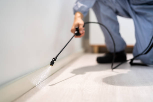 Best Flea Control Services  in Ingram, TX