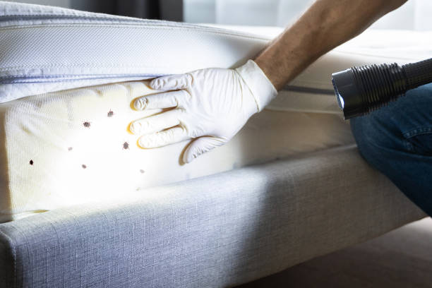 Best Affordable Pest Control Services  in Ingram, TX