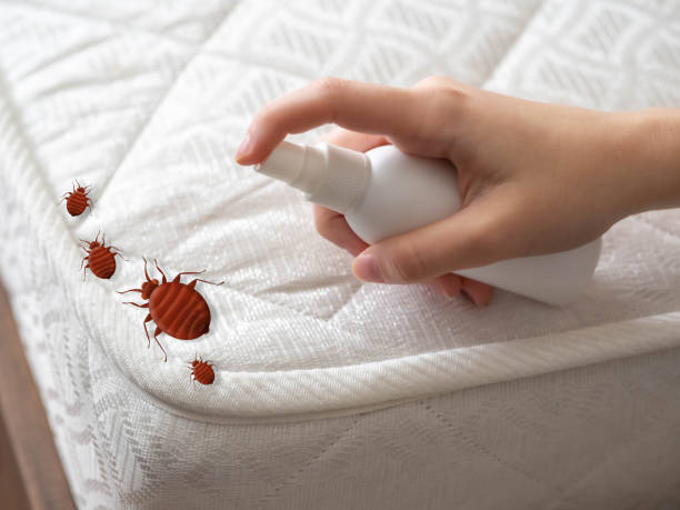 Best Flea Control Services  in Ingram, TX