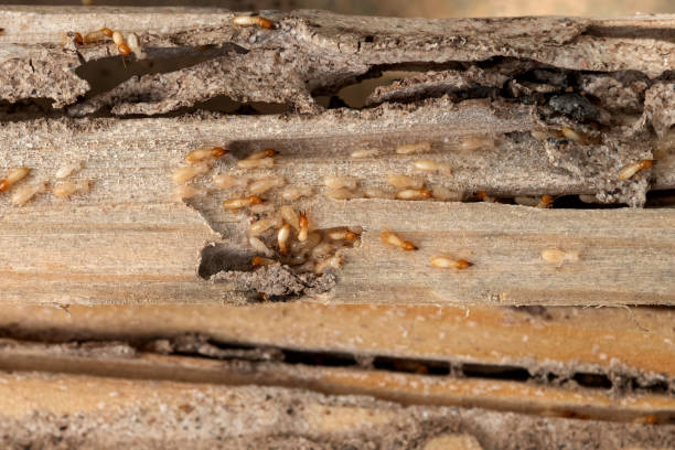 Best Termite Control Services  in Ingram, TX