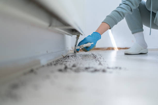 Flea Control Services in Ingram, TX